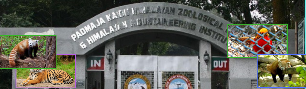 Padmaja Naidu Himalayan Zoological Park 