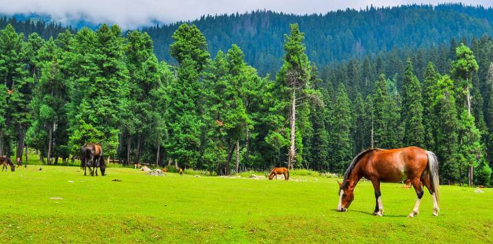 pahalg 1 pahalg 1 Holiday Guide