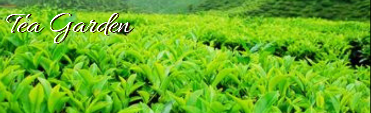 Darjeeling Tea Garden